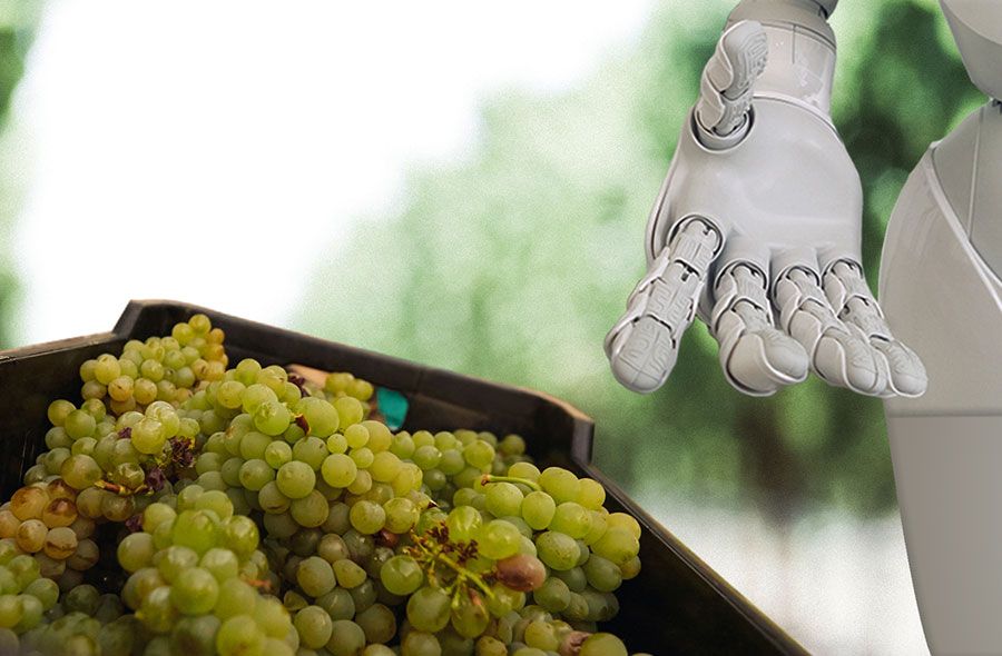 Photo for: Artificial Intelligence Is Stepping Into The Wine World