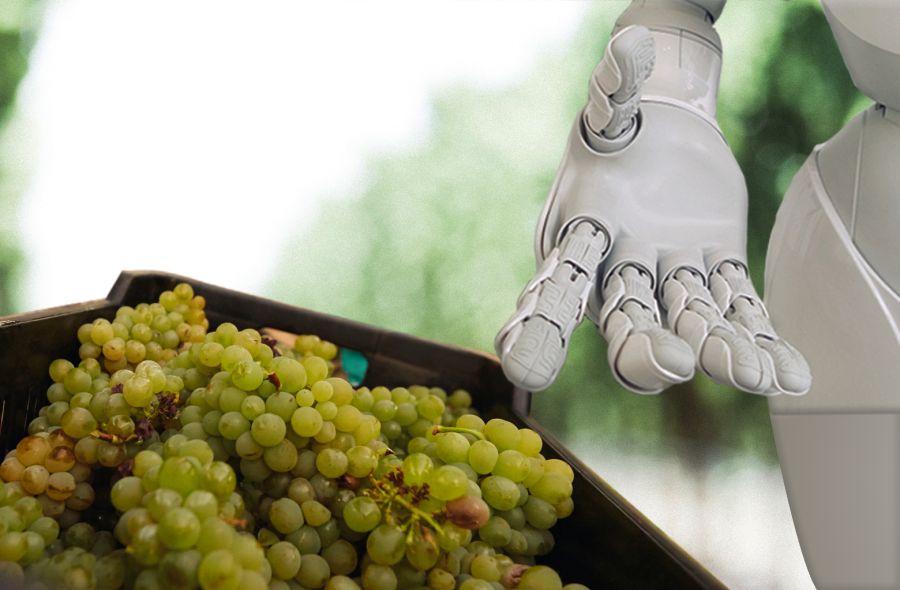 Photo for: How AI will Revolutionize the Future of Wine